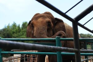 Les secrets de sa faune sauvage