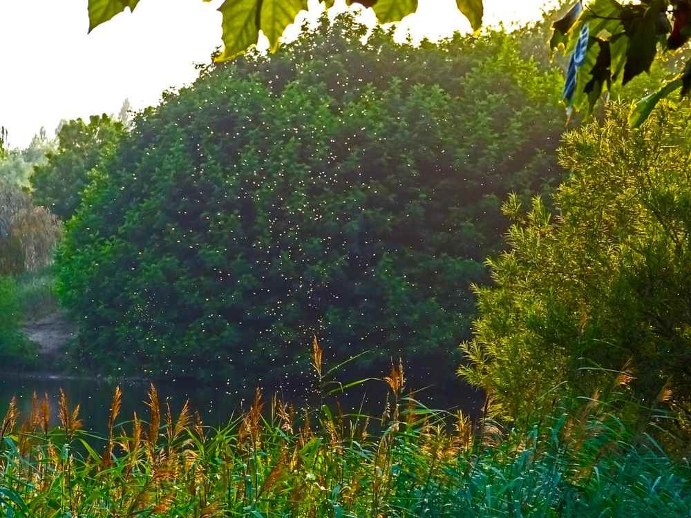 Une forêt dense avec une clairière et une végétation luxuriante sous la lumière du soleil
