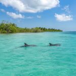 Deux dauphins sauvages à Sian Ka’an nageant dans une eau turquoise limpide bordée de mangroves.