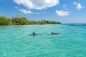 Deux dauphins sauvages à Sian Ka’an nageant dans une eau turquoise limpide bordée de mangroves.