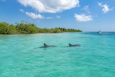 Deux dauphins sauvages à Sian Ka’an nageant dans une eau turquoise limpide bordée de mangroves.