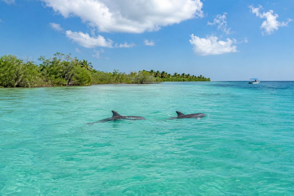 Deux dauphins sauvages à Sian Ka’an nageant dans une eau turquoise limpide bordée de mangroves.