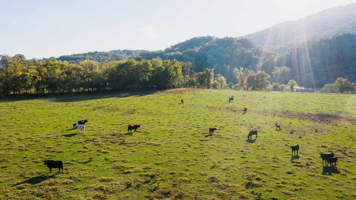 Vaches dans un champ herbeux sous un ciel ensoleillé avec des arbres à l'arrière-plan